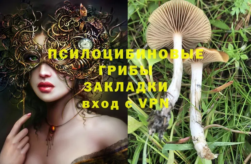 мега зеркало  Котельнич  Галлюциногенные грибы Magic Shrooms  купить наркотик 